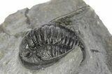 Detailed Cornuproetus Trilobite Fossil - Morocco #245261-2